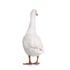 Domestic goose