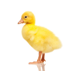 Domestic gosling