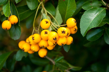 baies jaune de pyracantha