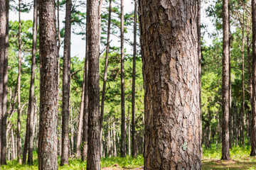 pine forest with trunk with bark