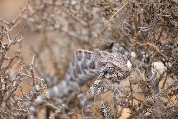 Chameleon hiding in bush - Socotra island, Yemen
