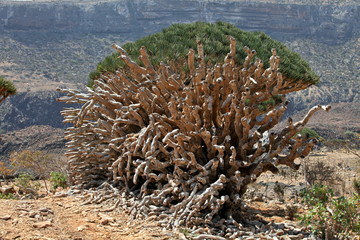 Canopy of dead dragon tree - Dracaena cinnabari - endemic tree from Soqotra, Yemen