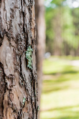 Obraz premium pine forest with trunk with bark