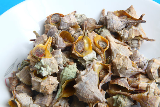 caracoles de mar