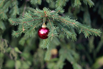 Christmas toy on a tree