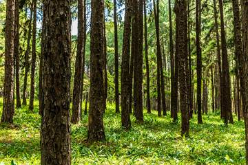 Fototapeta na wymiar pine forest in sunlight