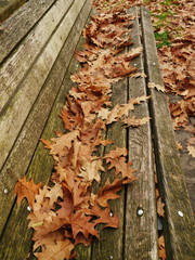 bench autumn leaves covered
