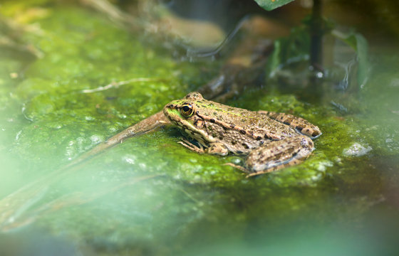 Common brown frog resting on a leaves in the lake