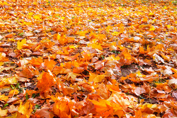 Orange leaves in autumn park