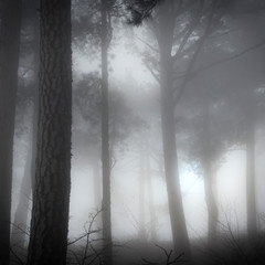 Fototapeta premium Misty forest