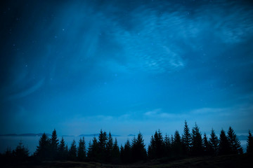 Forest of pine trees under blue dark night sky
