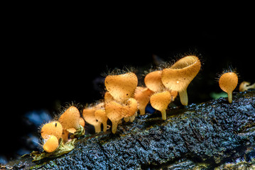 Champagne Mushroom, Tarzetta Rosea ( Rea) Dennis.