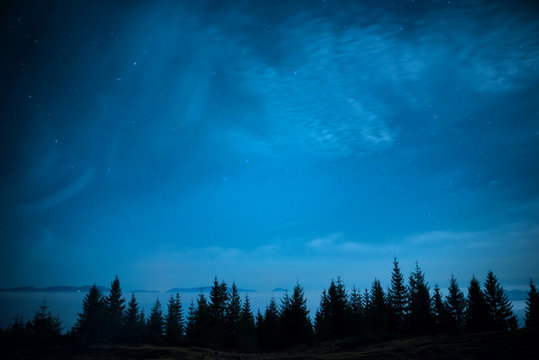 Fototapeta Forest of pine trees under blue dark night sky