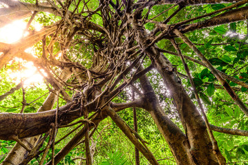 Spiral circuitous tree in national park forest.