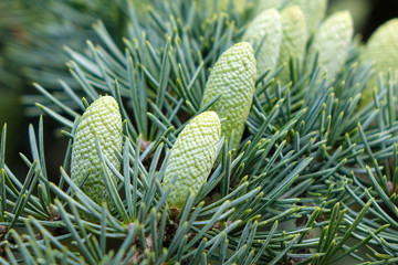 Pine cone