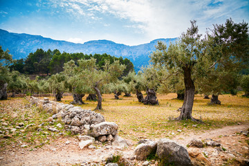 beautiful old olive trees valley