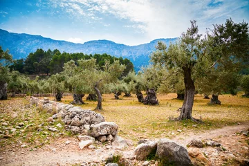Crédence de cuisine en verre imprimé Olivier beautiful old olive trees valley