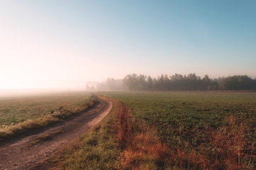 The road morning in the forest fx