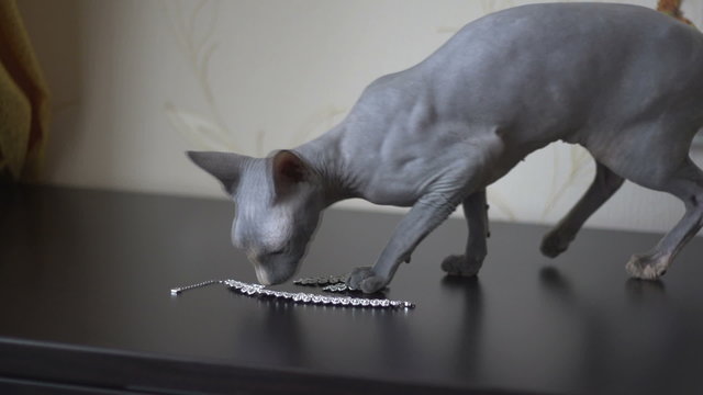 Sphinx cat sniffs decorations