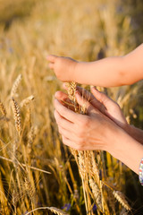 Hands touching wheat ears in field on sunny day
