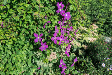 Eremophila nivea purple flowers blossom
