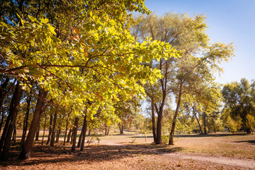 Trees in the Park at the Beginning of Autumn