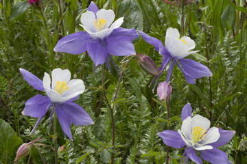 Cluster of Colorado Columbine