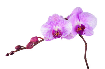 Blooming twig of purple orchid.
