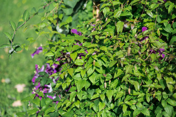 Eremophila nivea purple flowers blossom