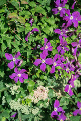 Eremophila nivea purple flowers blossom