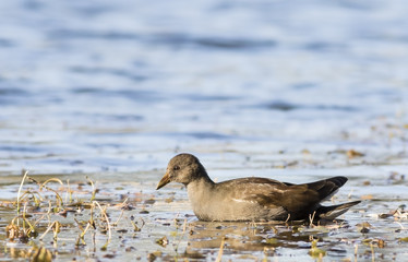 Young Common Moorhen