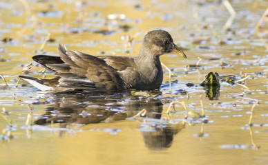 Young Common Moorhen