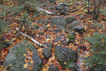 Autumn foliage, colorful leaves with Fall colors on forest floor