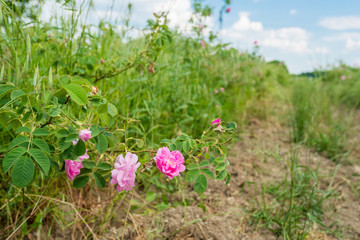 Damask rose