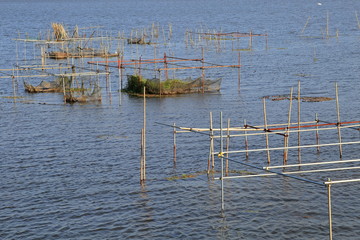 印旛沼の養殖柵