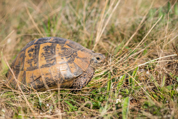Land tortoise - testudo graeca