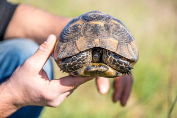 Land tortoise - testudo graeca