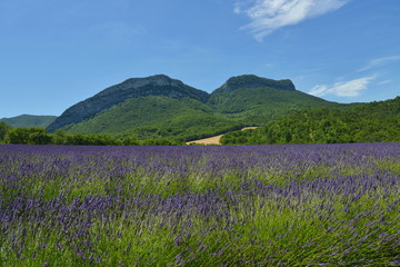 Fototapeta na wymiar Lavendelfeld in der Drome