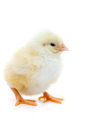 Cute little chick. All on white background.