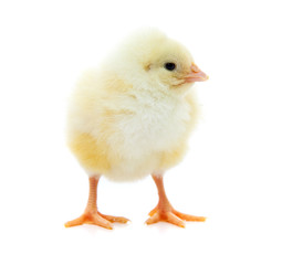 Cute little chick. All on white background.