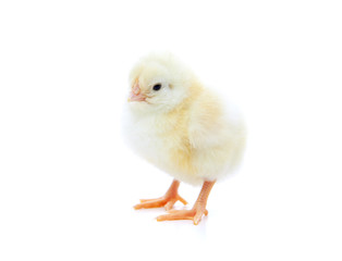 Cute little chick. All on white background.
