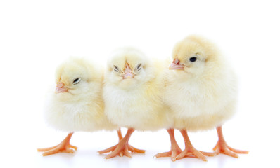 Fototapeta premium Three little chick. All on white background.
