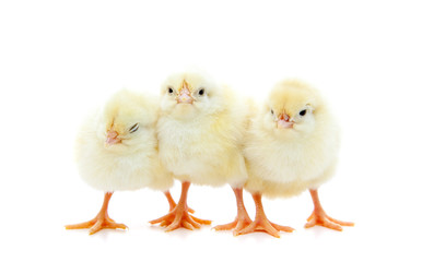 Fototapeta premium Three little chick. All on white background.