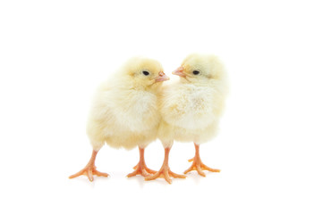 Two cute little chick. All on white background.