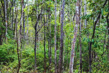 Obraz premium Tropical dense forest