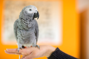 Close up of African gray parrot © luckybusiness