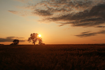 Fototapeta na wymiar summer landscape with a lone tree at sunset barley field in the village