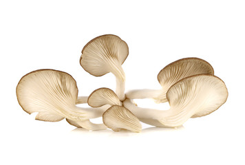 Bhutan Oyster Mushrooms on white