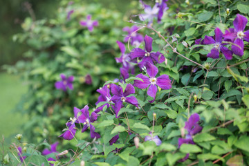 Fototapeta premium Eremophila nivea purple flowers blossom