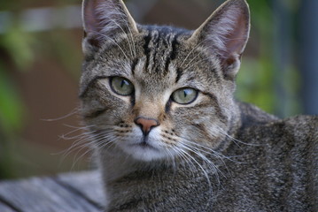 Interessiert schauende Katze